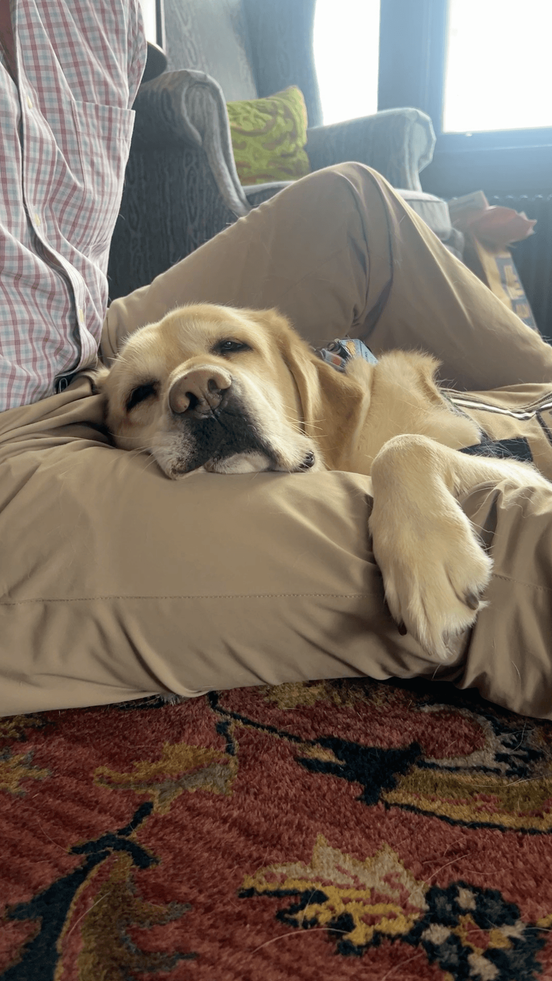 The Service Dogs Helping Veterans With PTSD