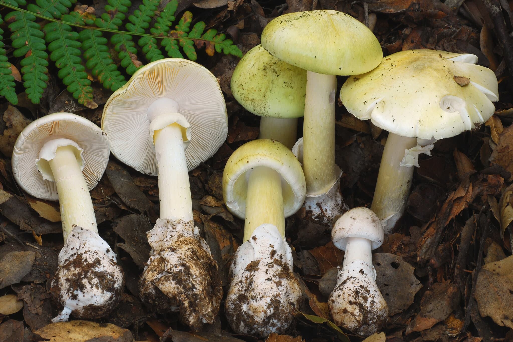 4 Dead in Mushroom Poisoning Outbreak in California